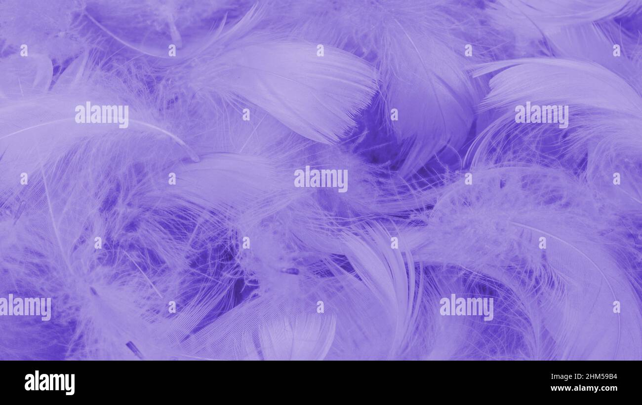 Purple Feather Images – Browse 91,547 Stock Photos, Vectors, and Video