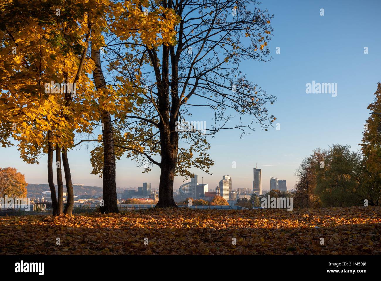 golden trees in the autumn with urban landscape backdrop Stock Photo