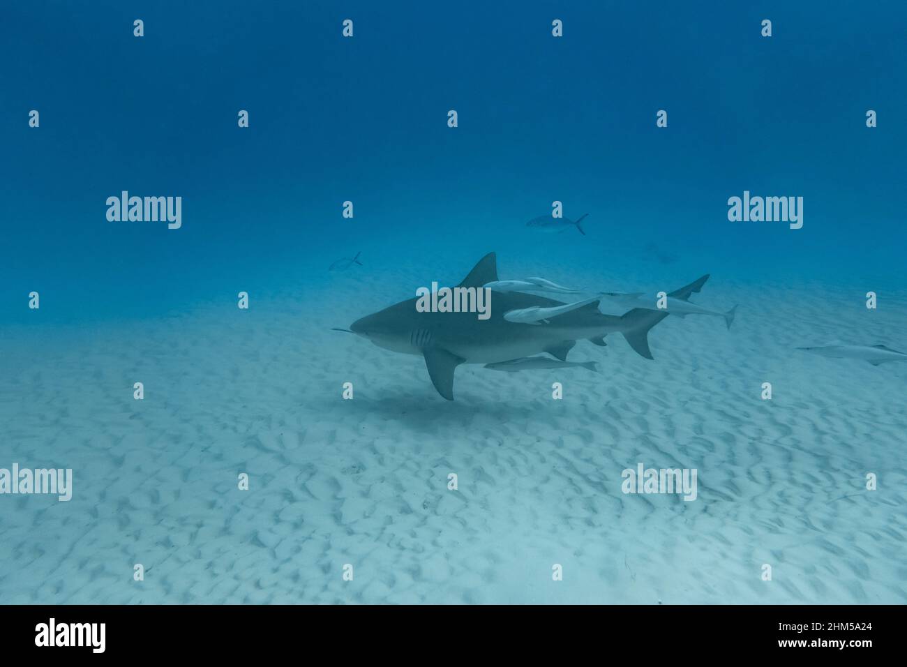 deep diving with bull shark in playa del carmen Mexico Stock Photo