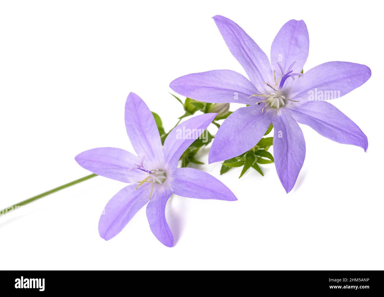 Trailing bellflowers isolated on white background Stock Photo