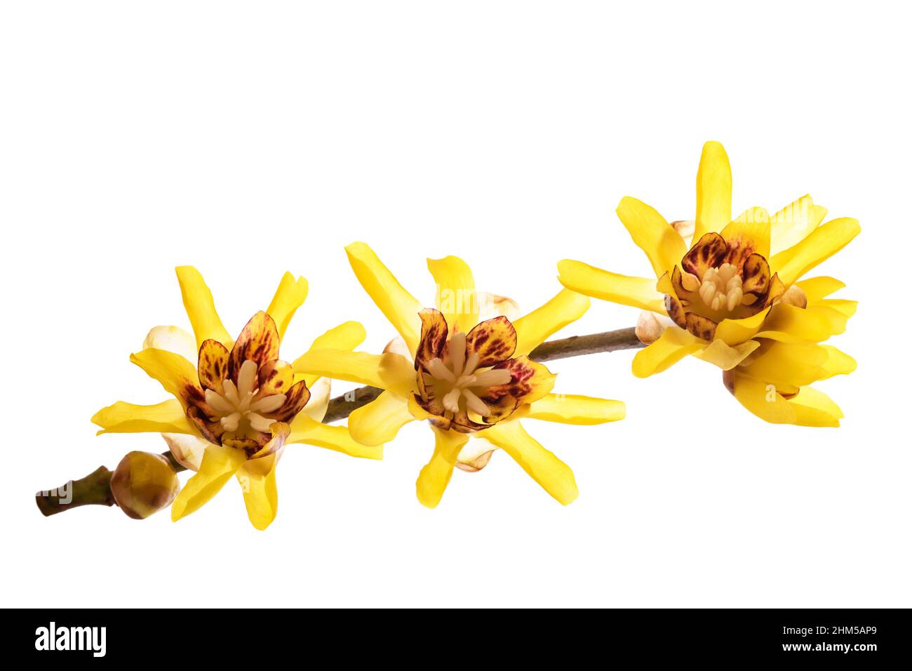 Wintersweet or Chimonanthus flowers isolated on white background Stock Photo