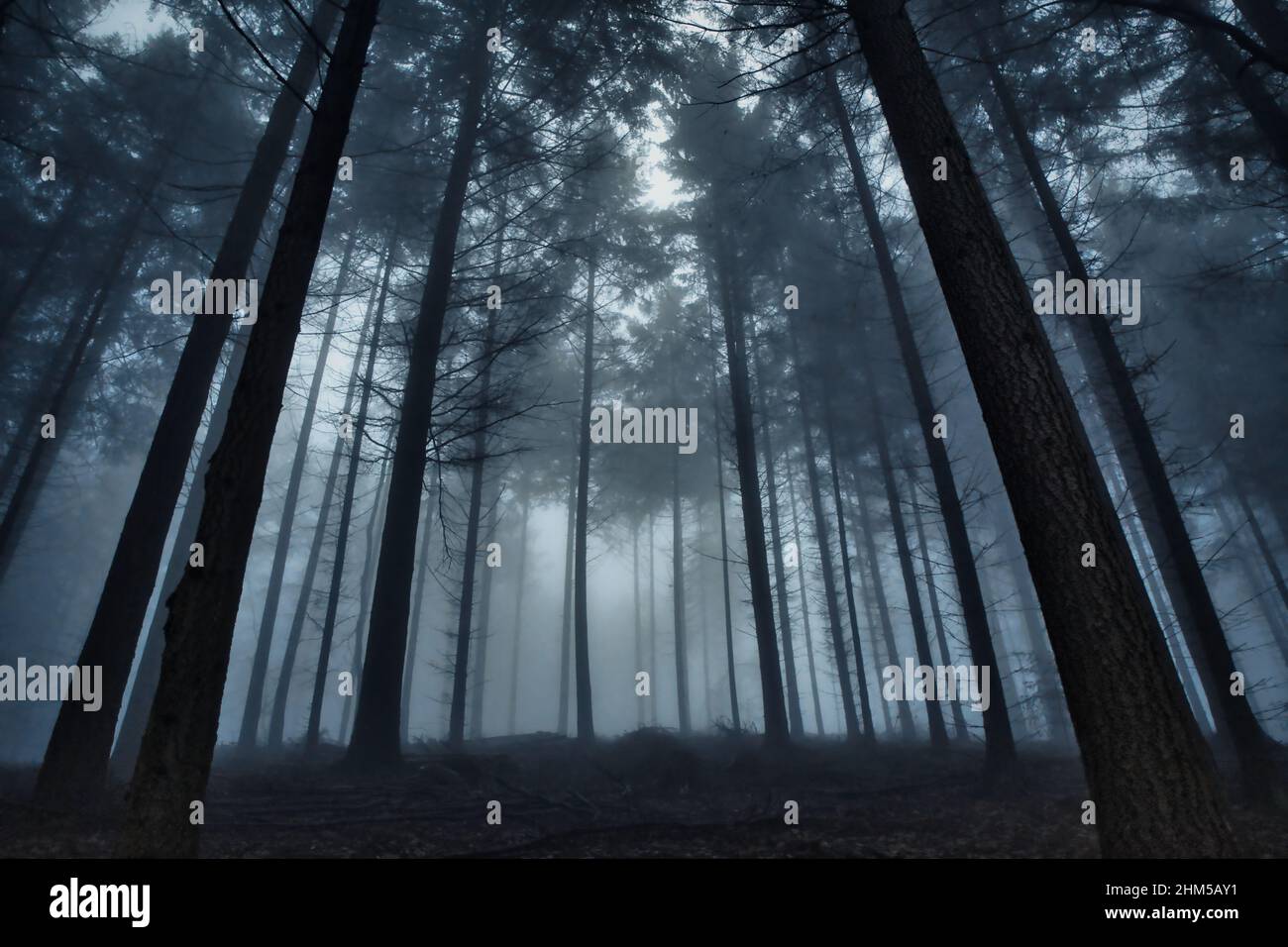 a misty and foggy forest in winter Stock Photo