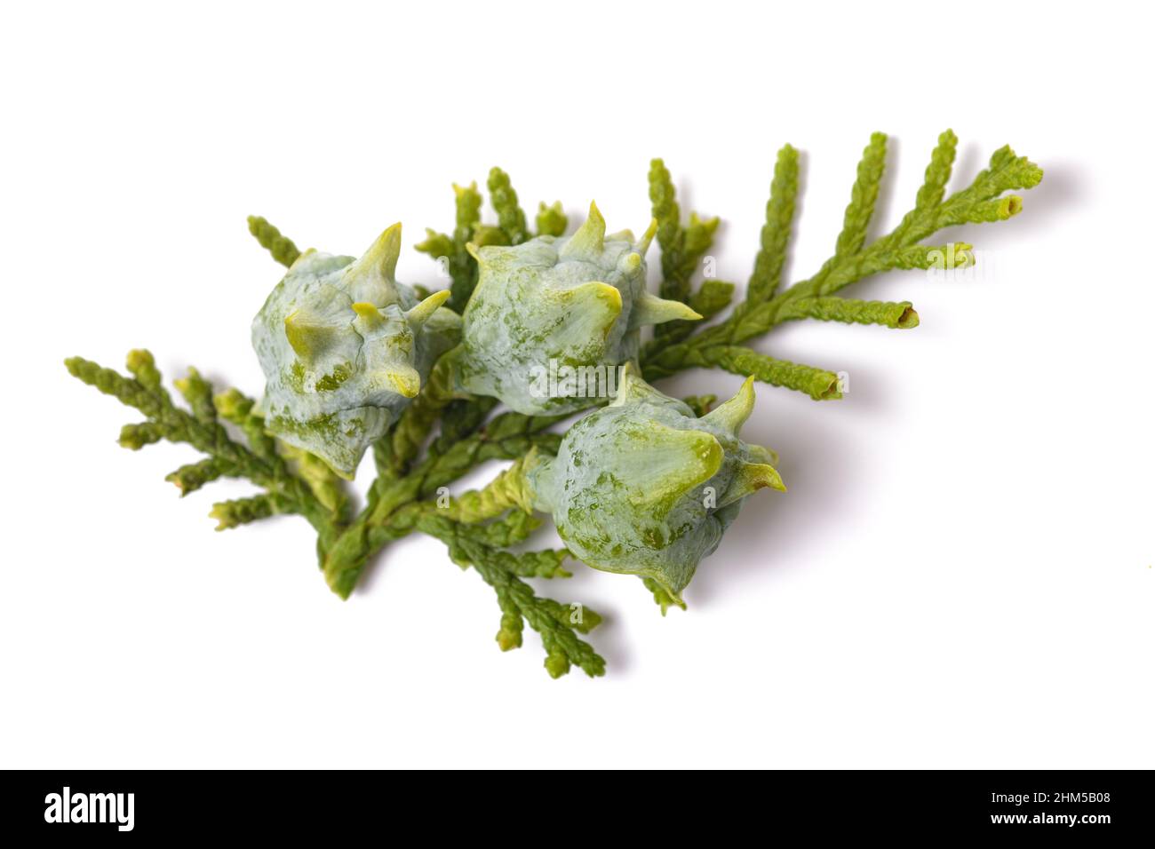 Chinese thuja with cones isolated on white Stock Photo