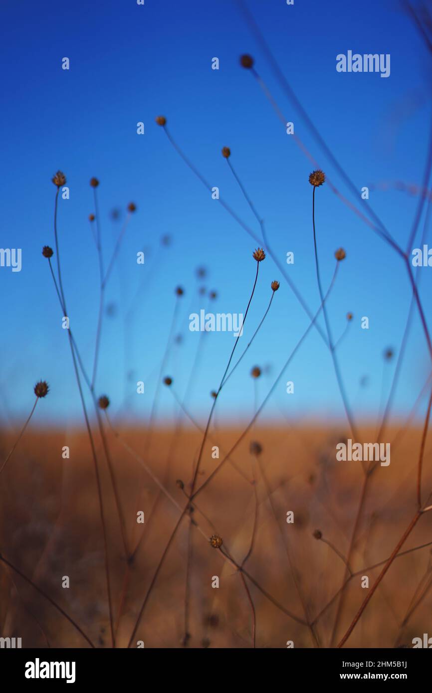 Tall grass natural landscape at sunset Stock Photo