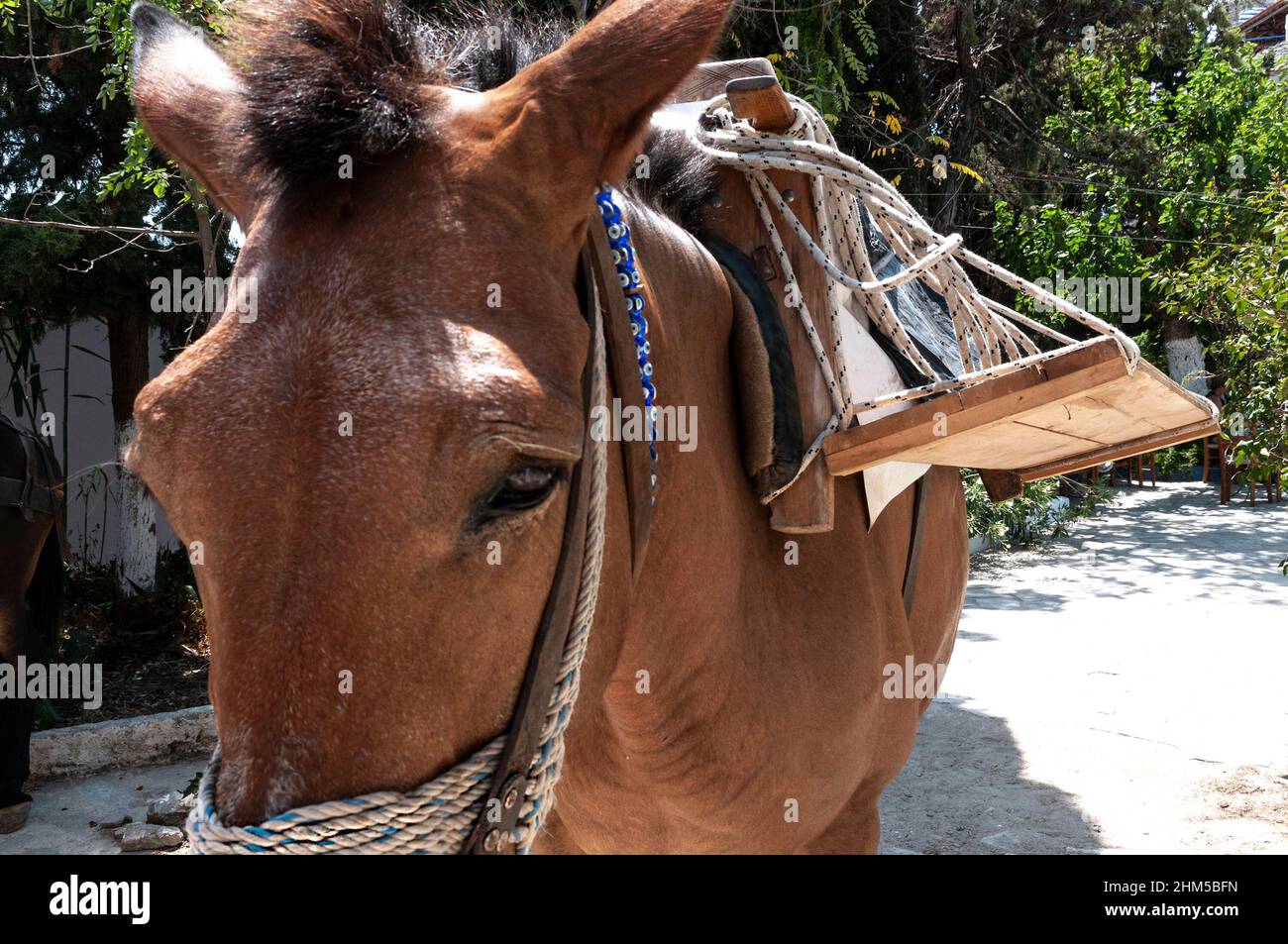 Mule used as the means of transporting luggage and refuse around the old town of Alonissos, Greek Islands,Greece, EU Stock Photo