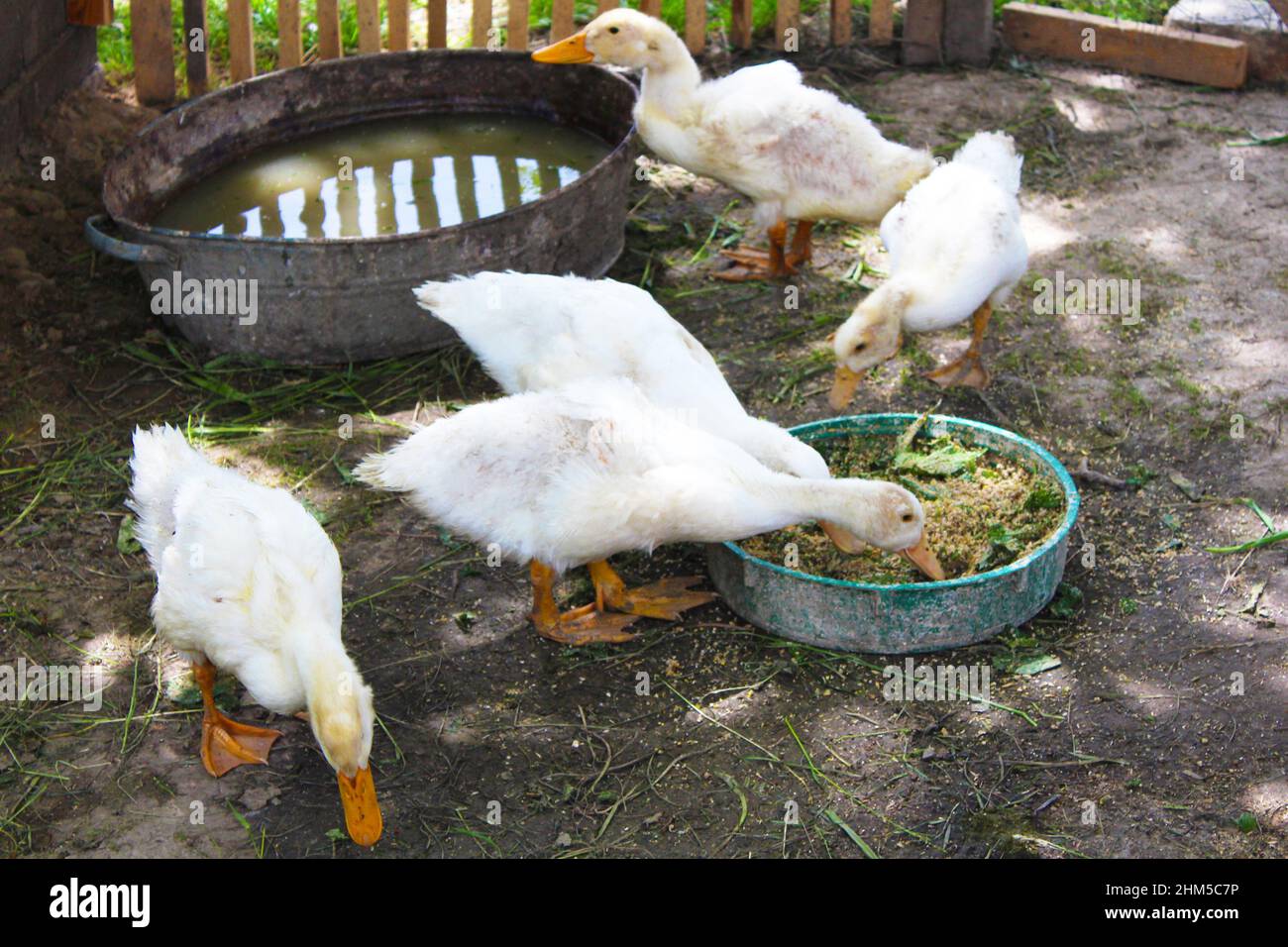 White Pekin ducks eat in the poultry yard. Home farm, agriculture