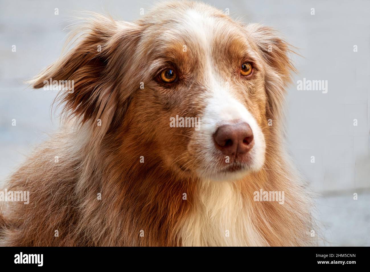 Close up portrait of the charming dog with the long red fur. Stock Photo
