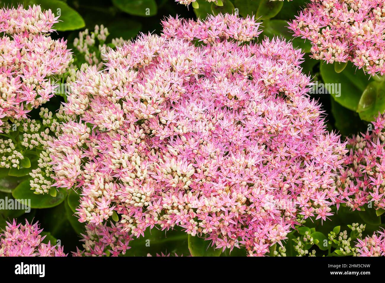 Sedum Spectabile a summer autumn pink perennial flower commonly known as stonecrop or ice plant, stock photo image Stock Photo