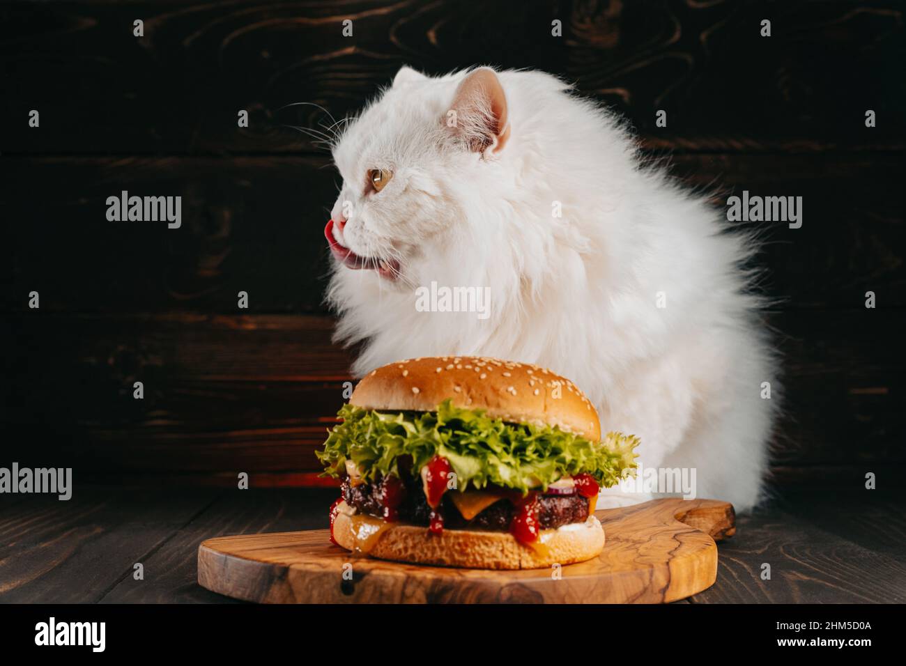Cat munching on a hamburger