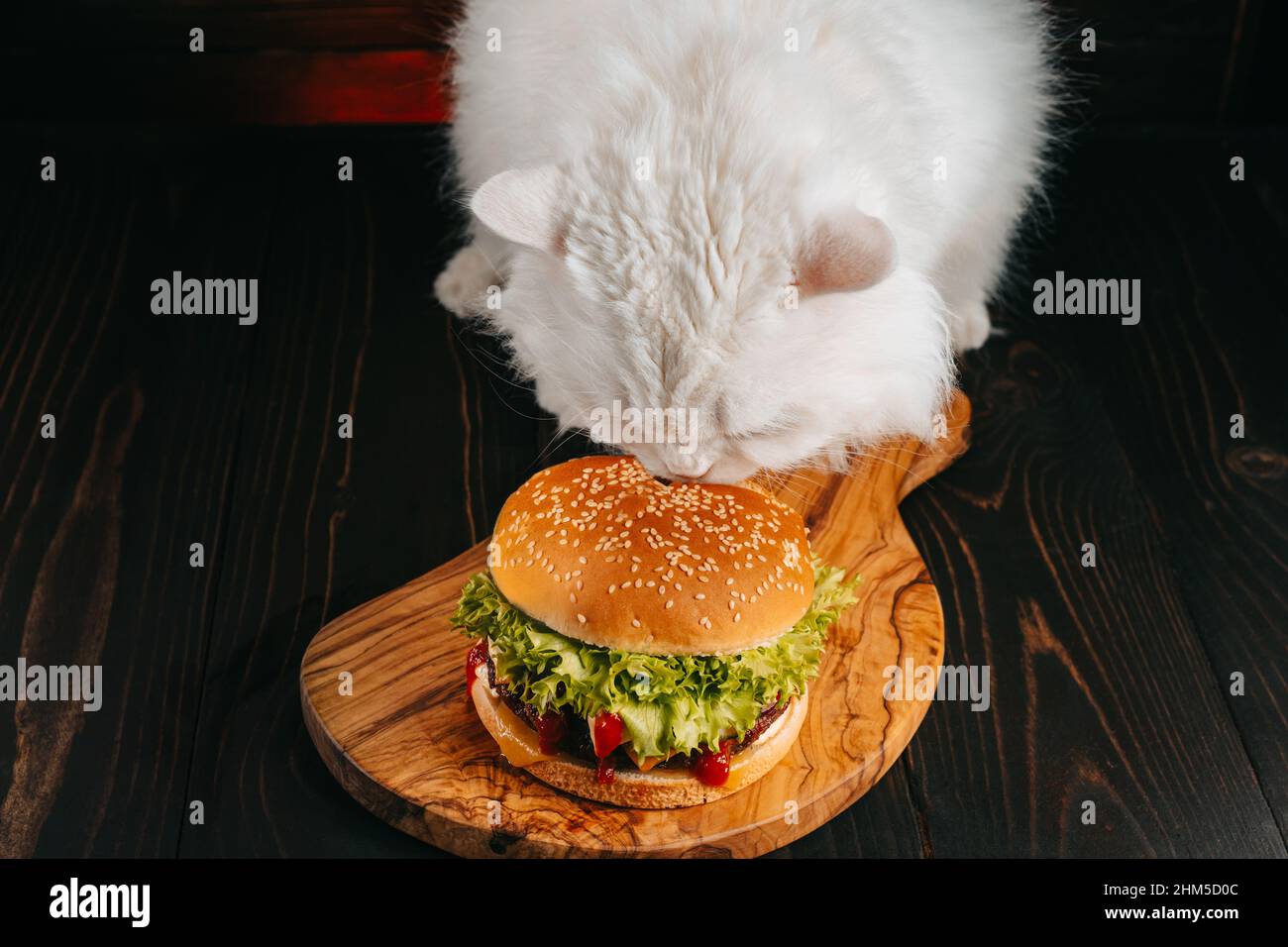 Cat munching on a hamburger