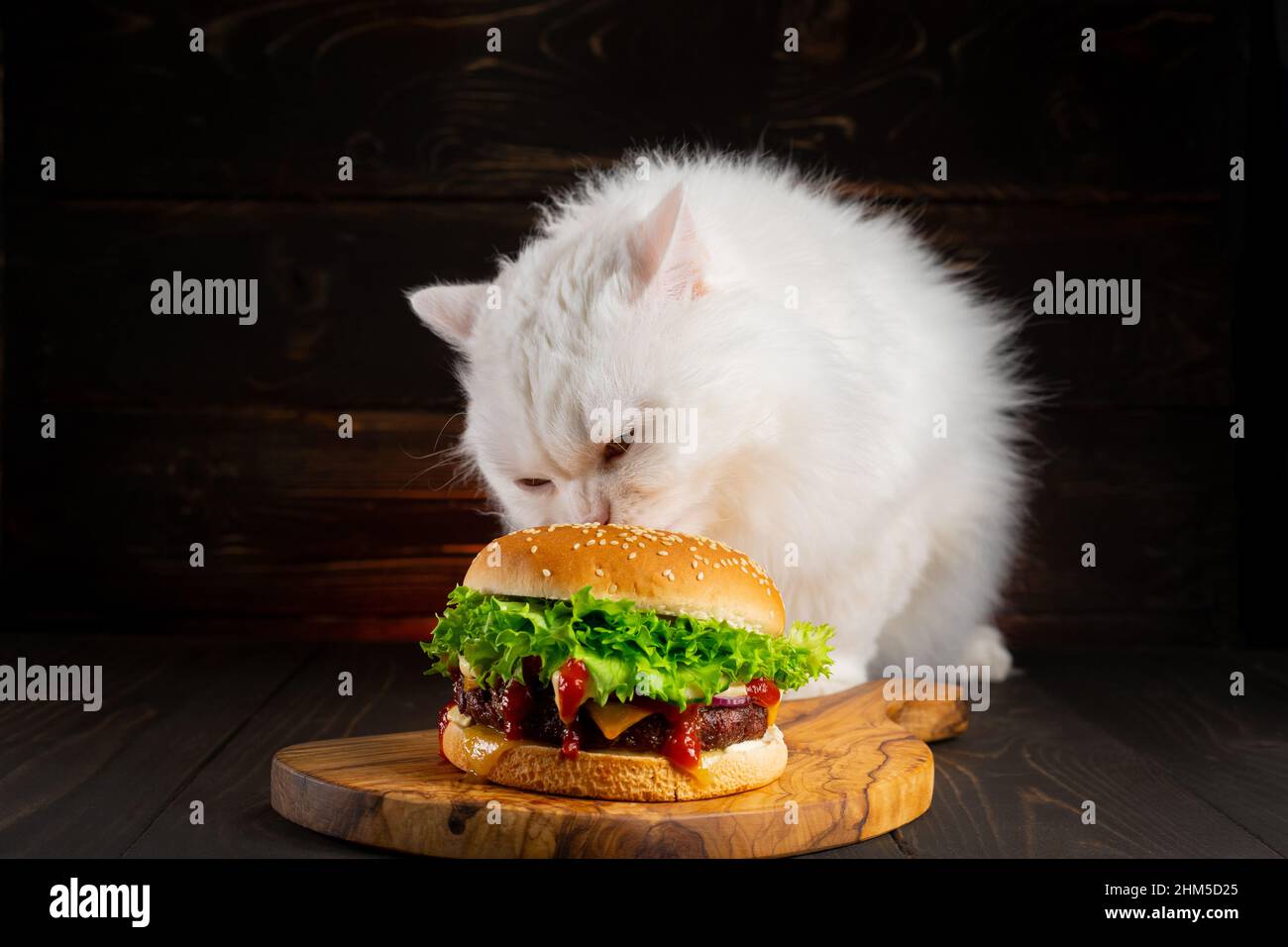 Cat munching on a hamburger