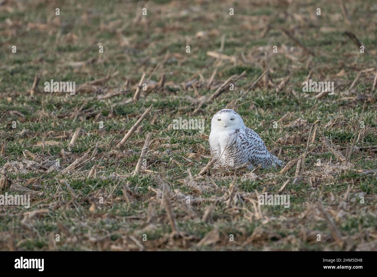 Snowy Owl ((Bubo scandiacus) is an arctic visitor to Pennsylvania farm field in Lancaster County Stock Photo