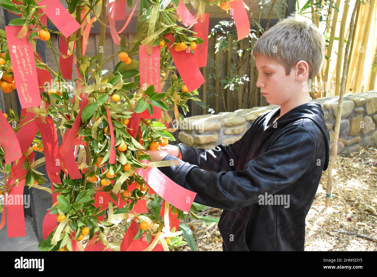 San Diego, California, USA. 5th Feb, 2022. A boy attaches a note of his wishes for the Year of the Tiger on the wish trees at San Diego Zoo Safari Park, in Escondido, California, Feb. 5, 2022. San Diego Zoo Safari Park on Saturday kicked off its first Chinese New Year celebration in its 50-year-long history. Credit: Gao Shan/Xinhua/Alamy Live News Stock Photo