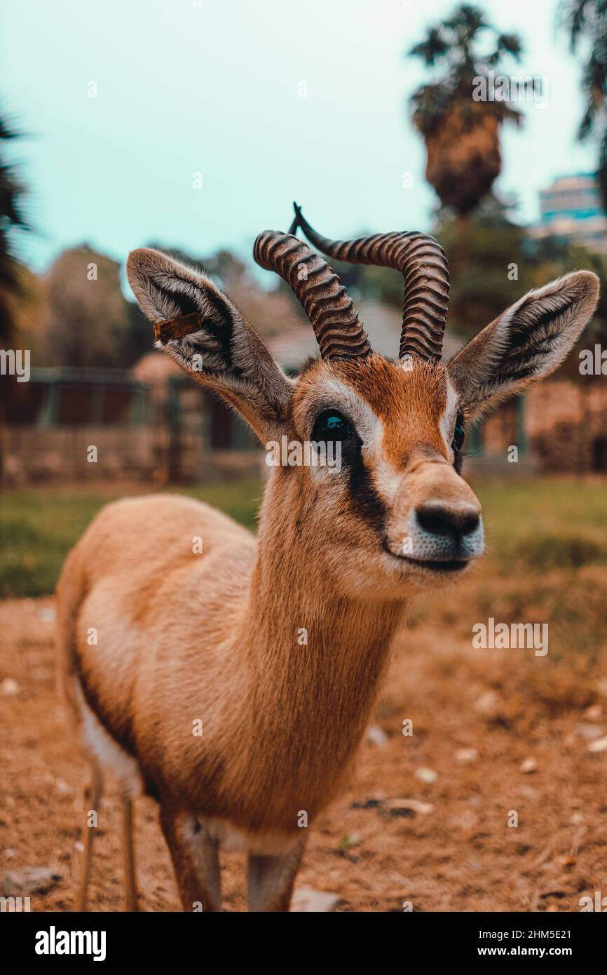 Close up with a beautiful young african gazelle with long curved