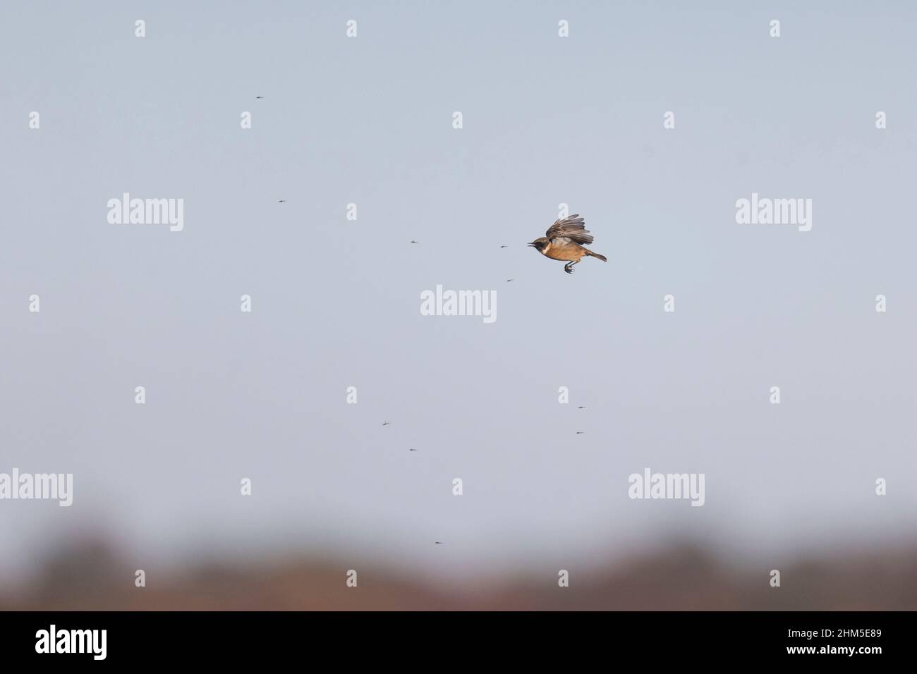 Stonechat In Flight European Stonechat (Saxicola rubicola) adult male catching insect in ...