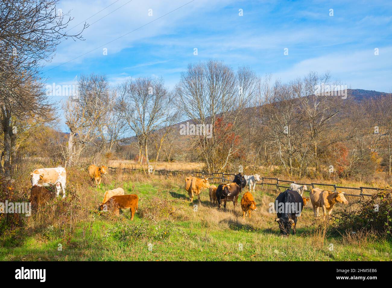Cows. Pinilla del Valle, Madrid province, Spain. Stock Photo