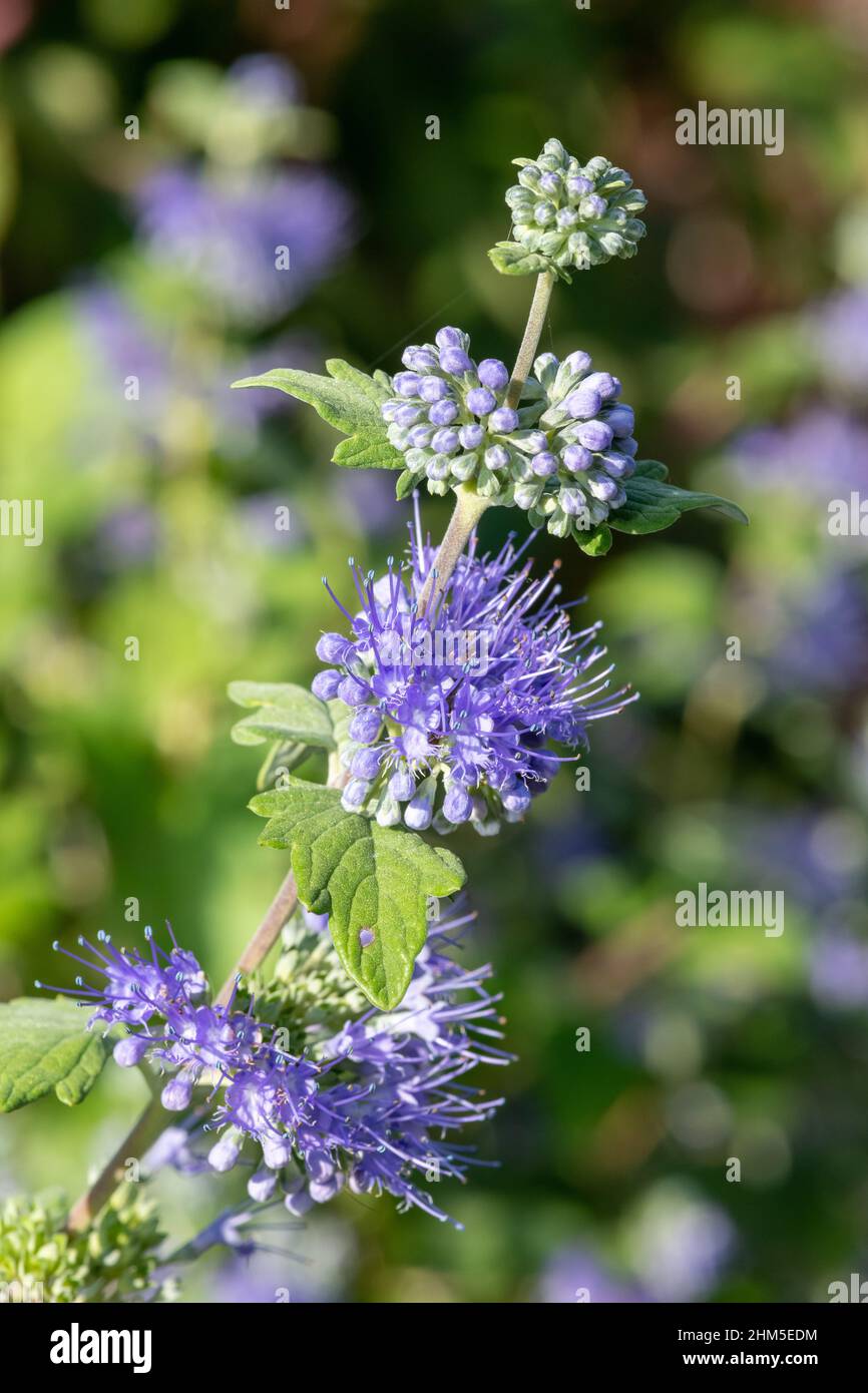 Caryopteris incana hi-res stock photography and images - Alamy