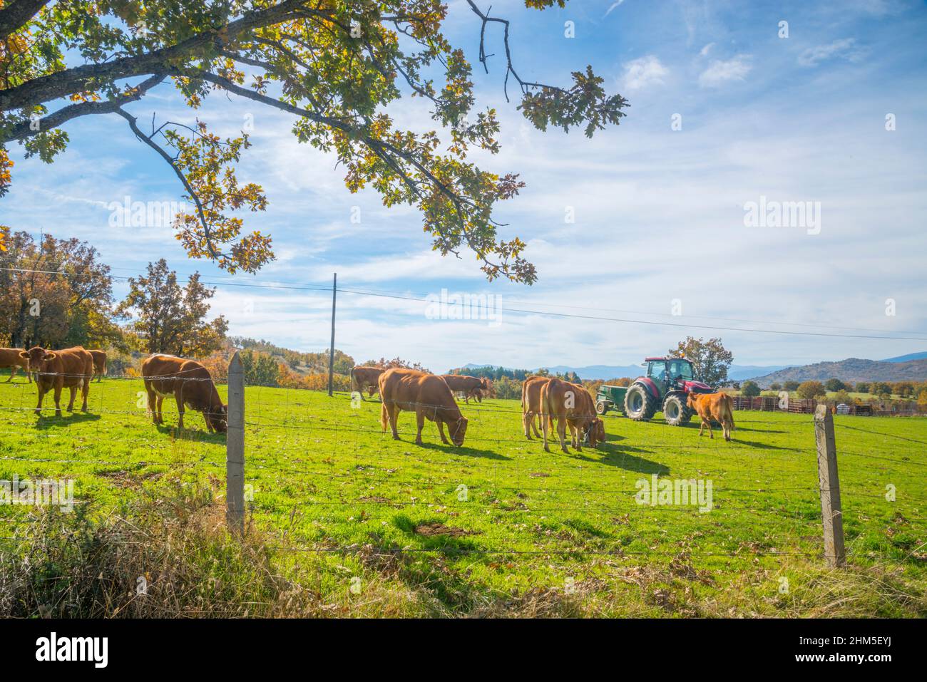 Cows in a farm. Montejo de la Sierra, Madrid province, Spain. Stock Photo