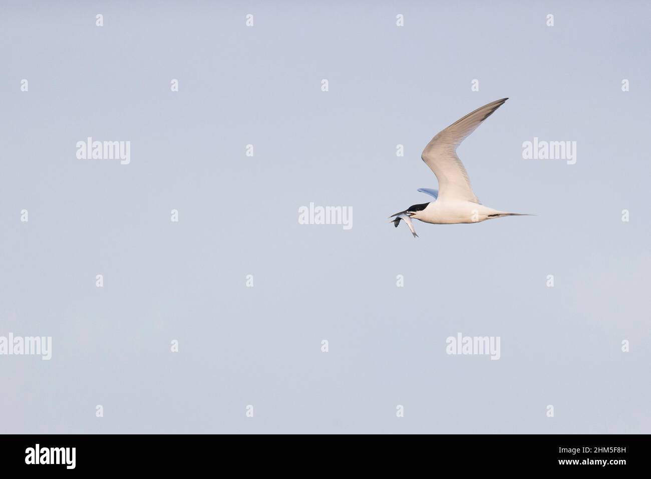 Sandwich Tern (Sterna sandvicensis) adult flying with fish in beak, Suffolk, England, July Stock Photo