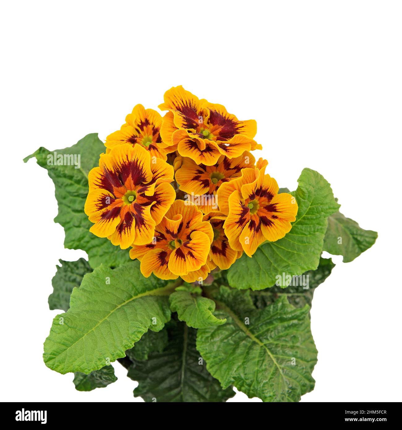 Flowering primrose against white background Stock Photo - Alamy