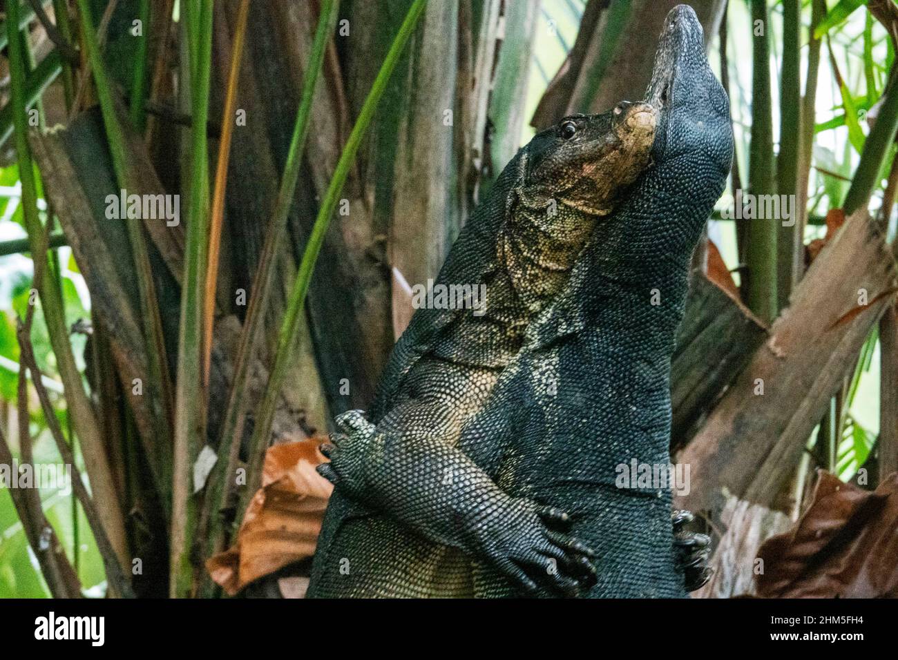 Singapore. 7th Feb, 2022. Two monitor lizards wrestle at Singapore