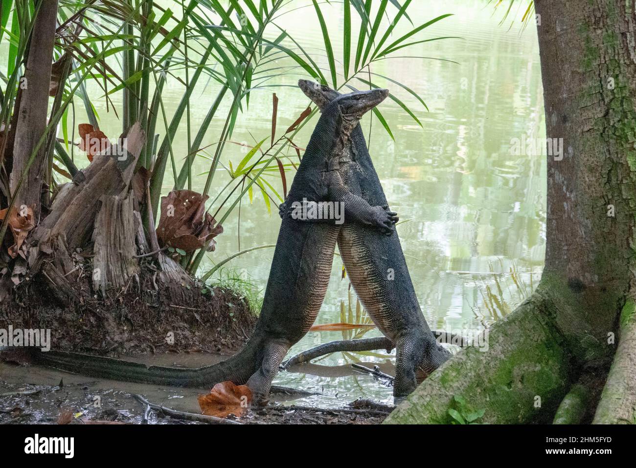 Singapore. 7th Feb, 2022. Two monitor lizards wrestle at Singapore
