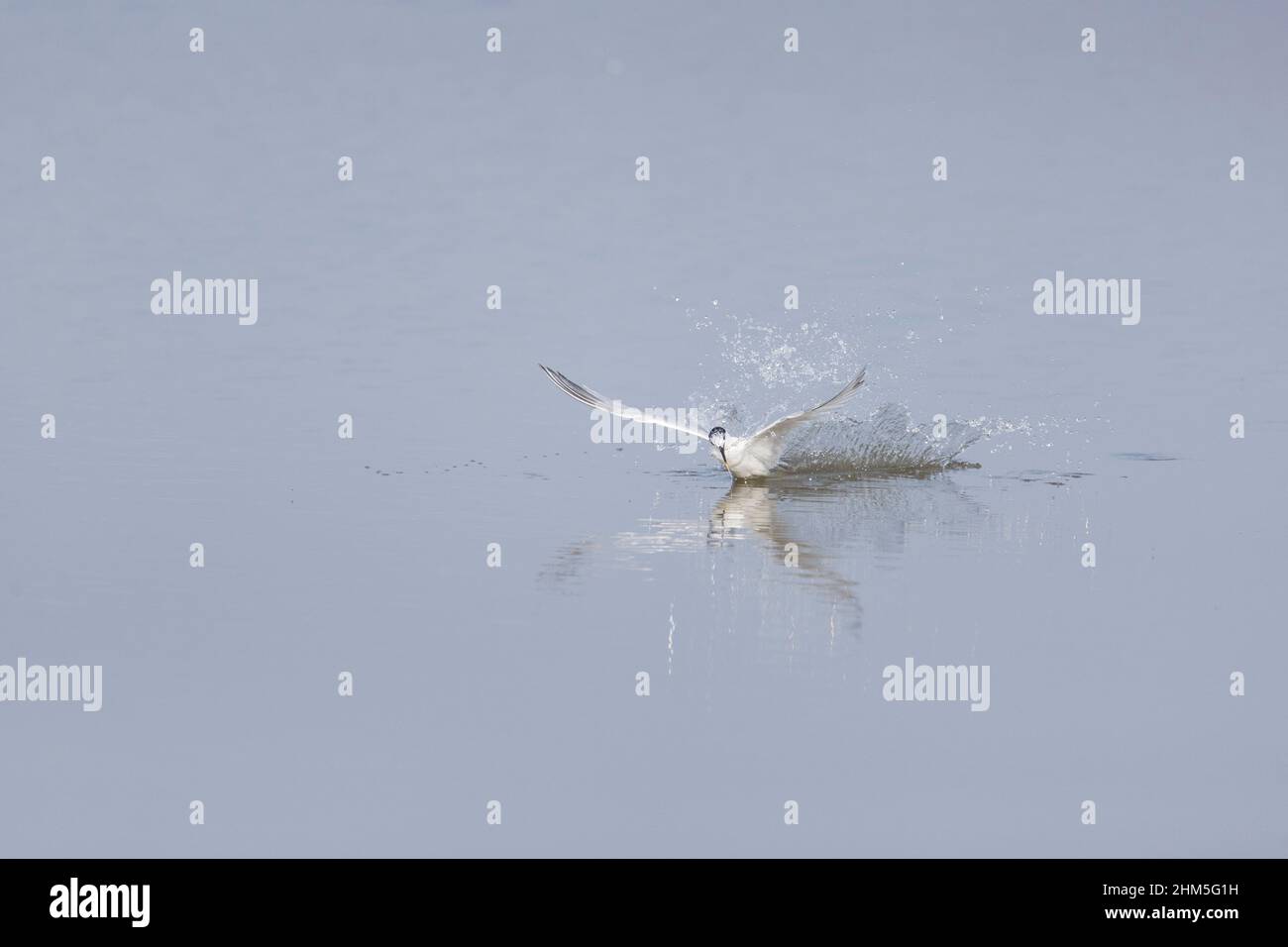 Sandwich Tern (Sterna sandvicensis) adult bathing in flight, Suffolk, England, August Stock Photo