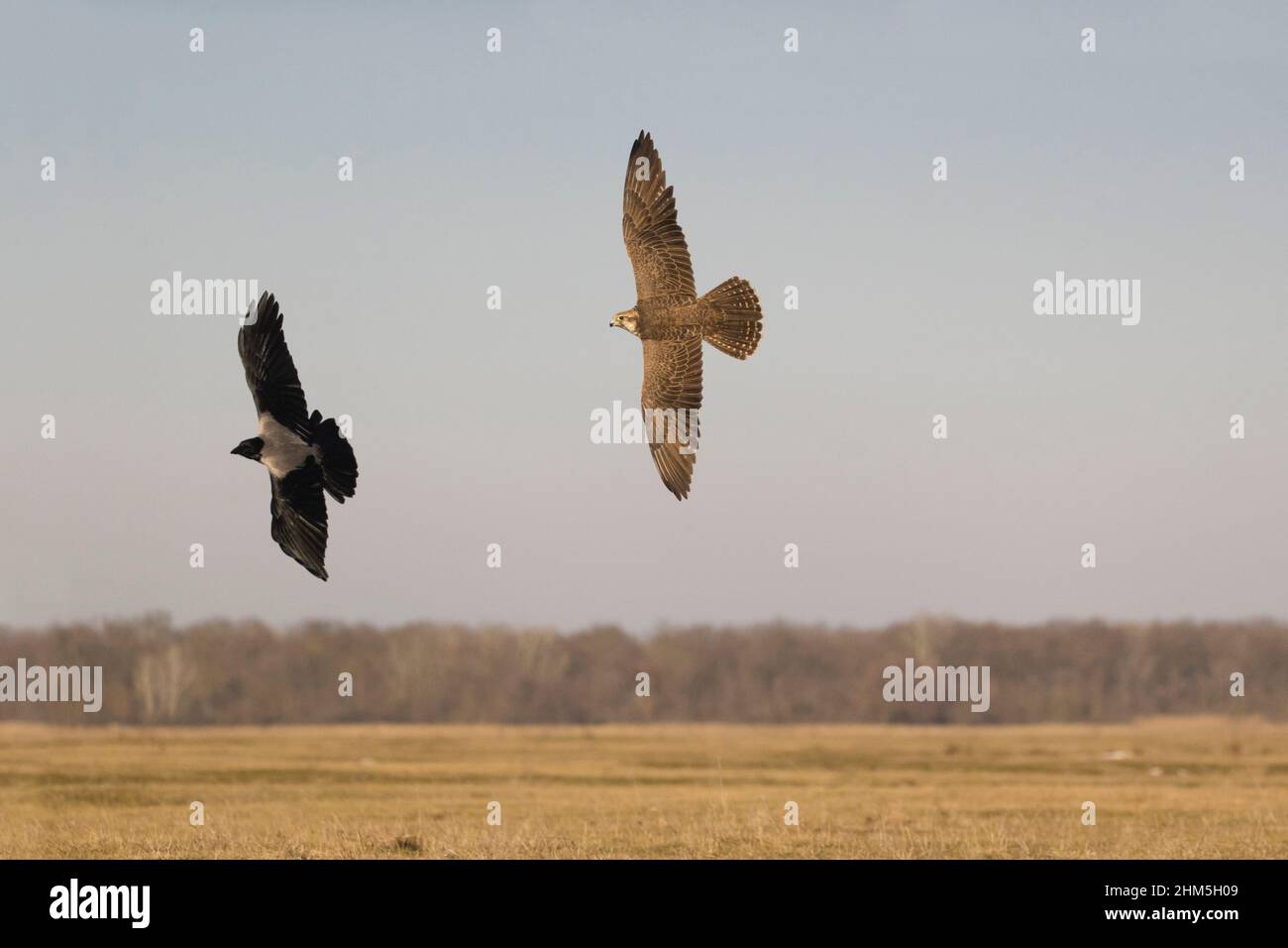 Saker Falcon (Falco cherrug) adult chasing Hooded Crow (Corvus cornix) in flight, Hortobagy, Hungary, January Stock Photo
