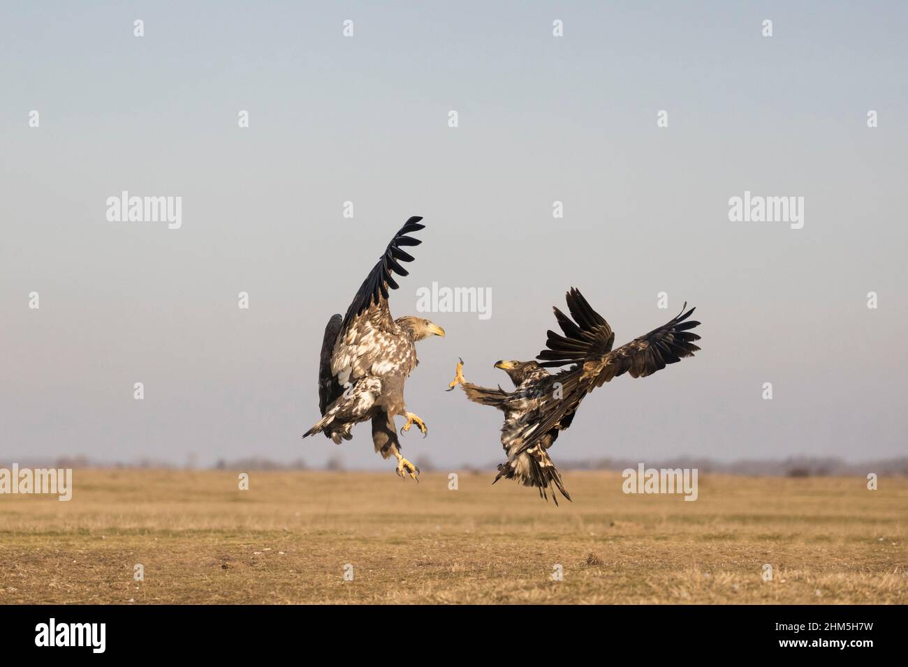 White-tailed eagle Haliaeetus albicilla, 2 immatures fighting, Hortobagy, Hungary, January Stock Photo