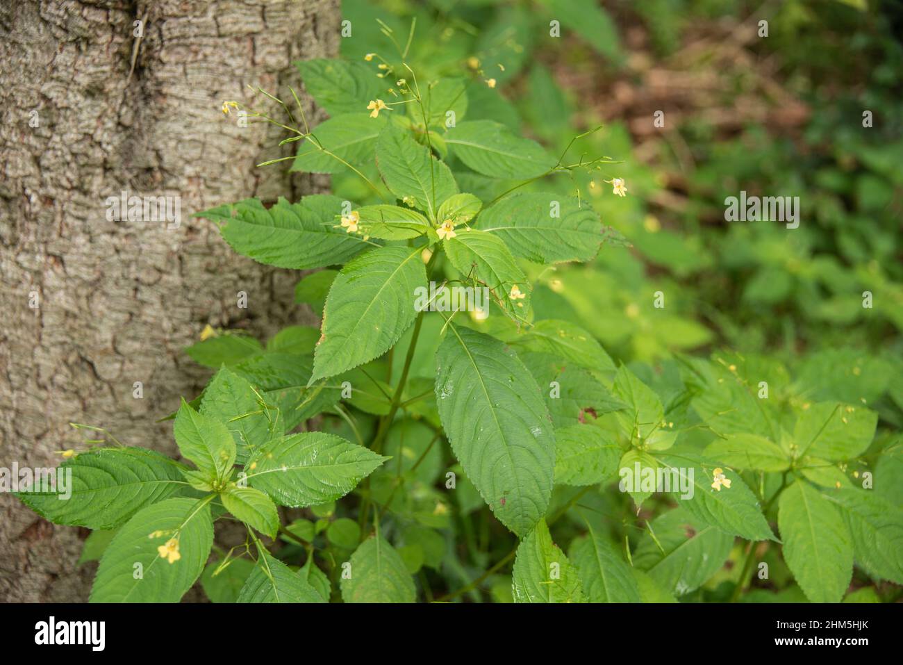 Impatiens noli-tangere with yellow blossoms and long fruits growing in a forest Stock Photo