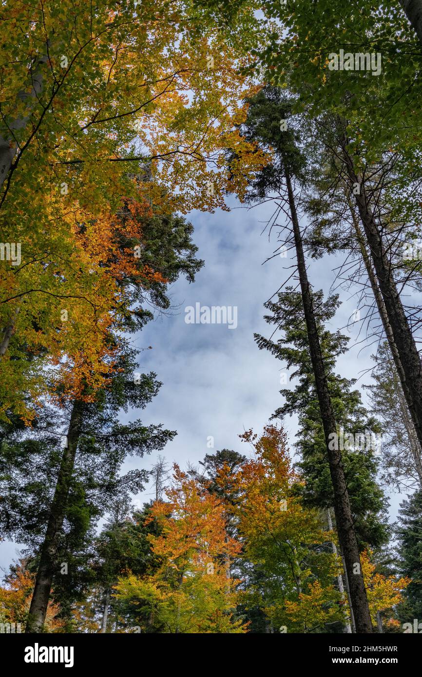 Beautiful trees in the autumn colours Stock Photo - Alamy