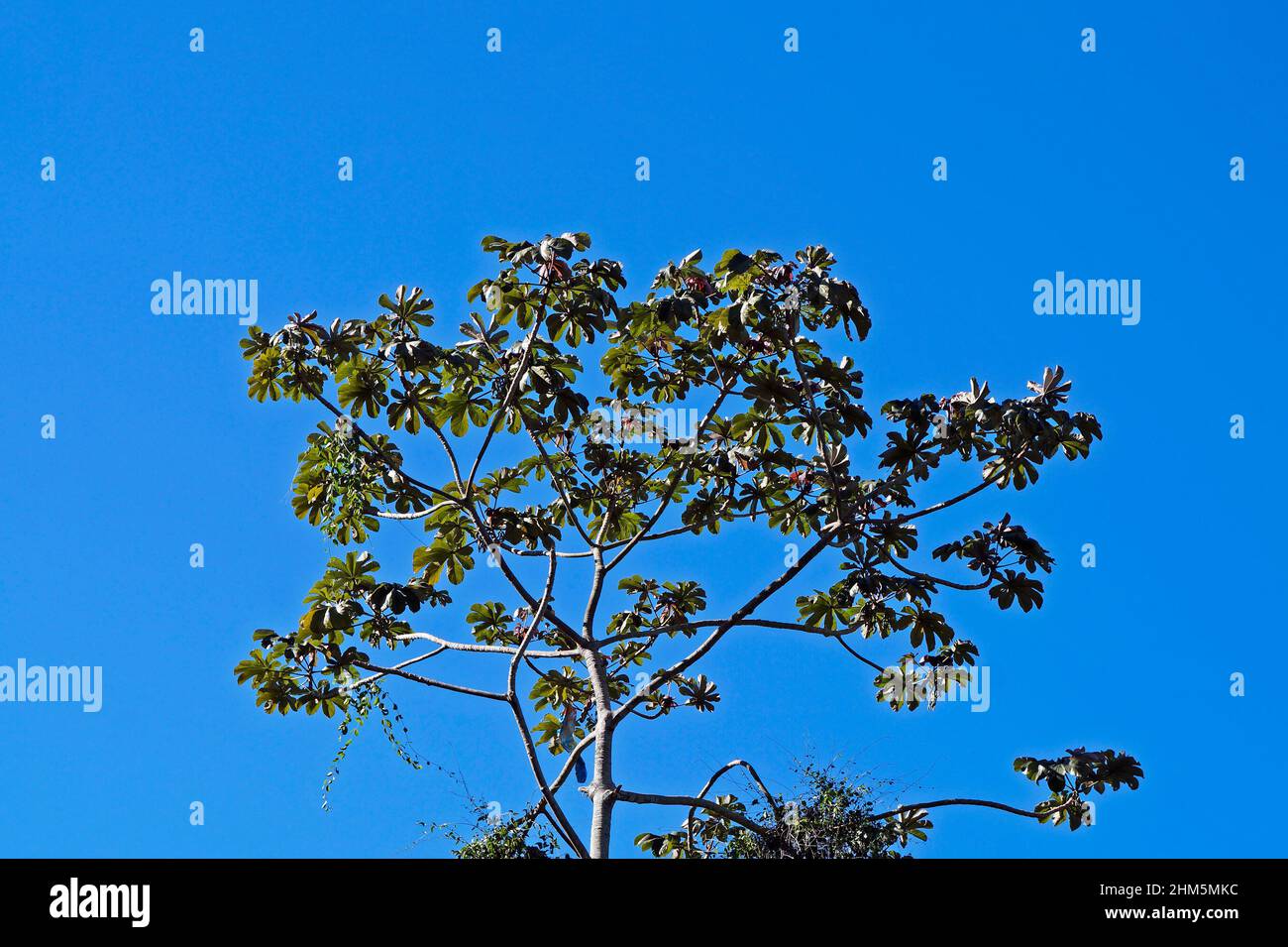 Snakewood tree (Cecropia peltata), Rio de Janeiro, Brazil Stock Photo