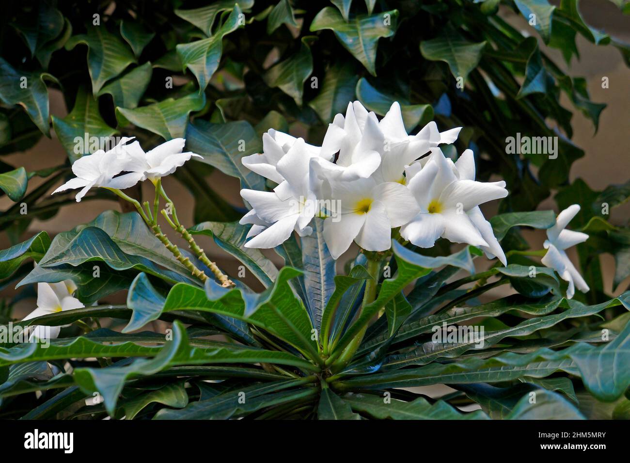 Bridal bouquet or Wild frangipani (Plumeria pudica Stock Photo Alamy