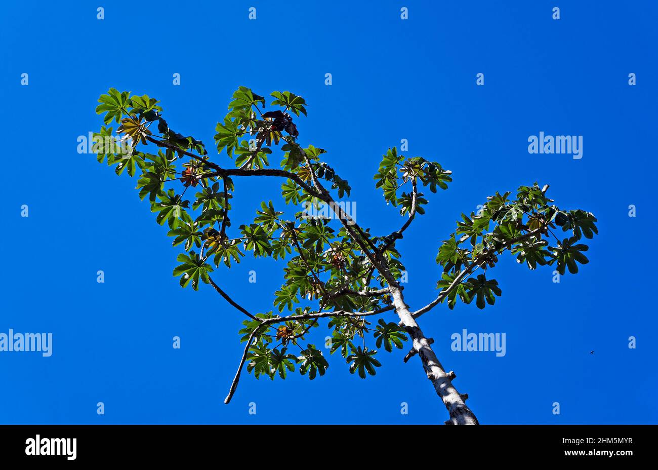 Snakewood tree (Cecropia peltata), Rio de Janeiro, Brazil Stock Photo