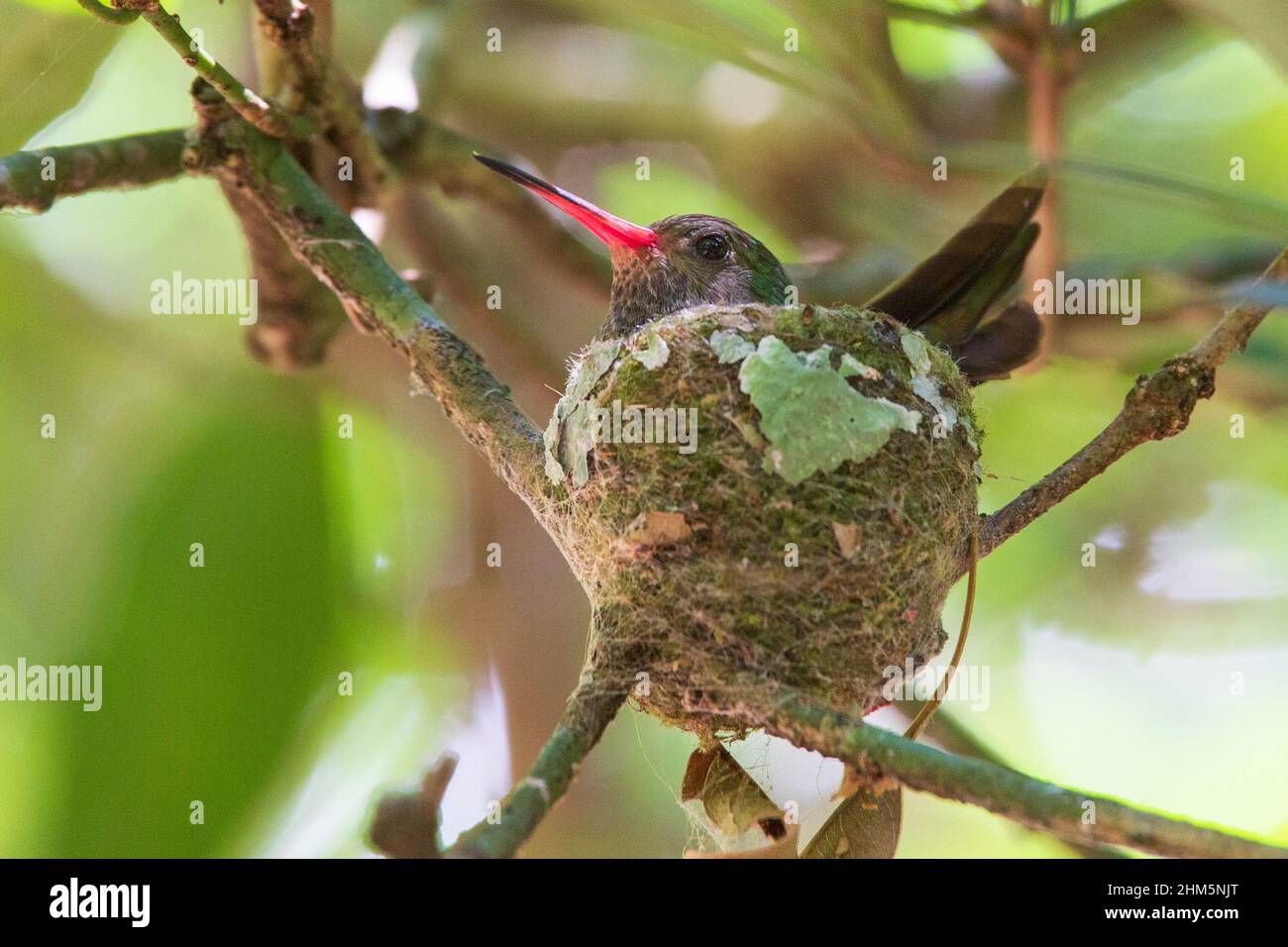 Female Blue-throated Goldentail hummingbird (Hylocharis eliciae) in nest. Rincón de la Vieja National Park, Costa Rica. Stock Photo