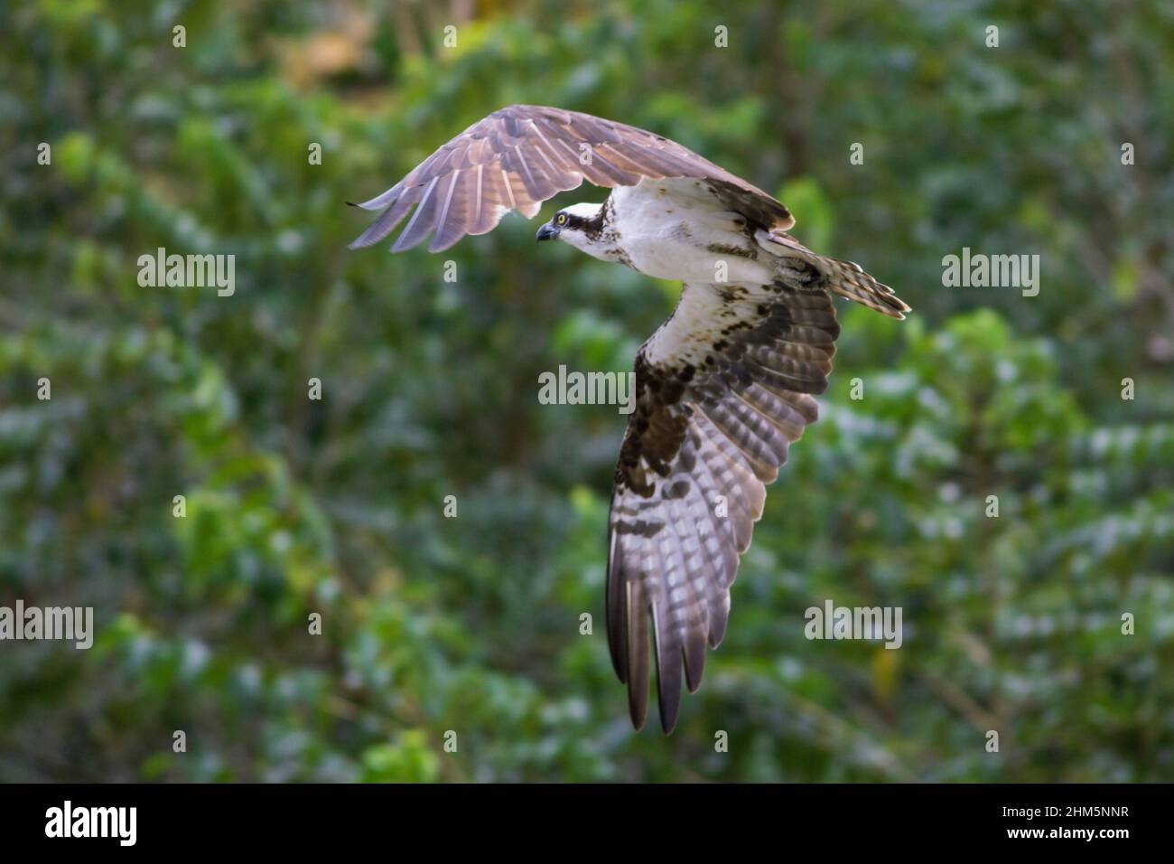 Osprey (Pandion haliaetus) flying. Palo Verde National Park, Osa, Costa Rica. Stock Photo