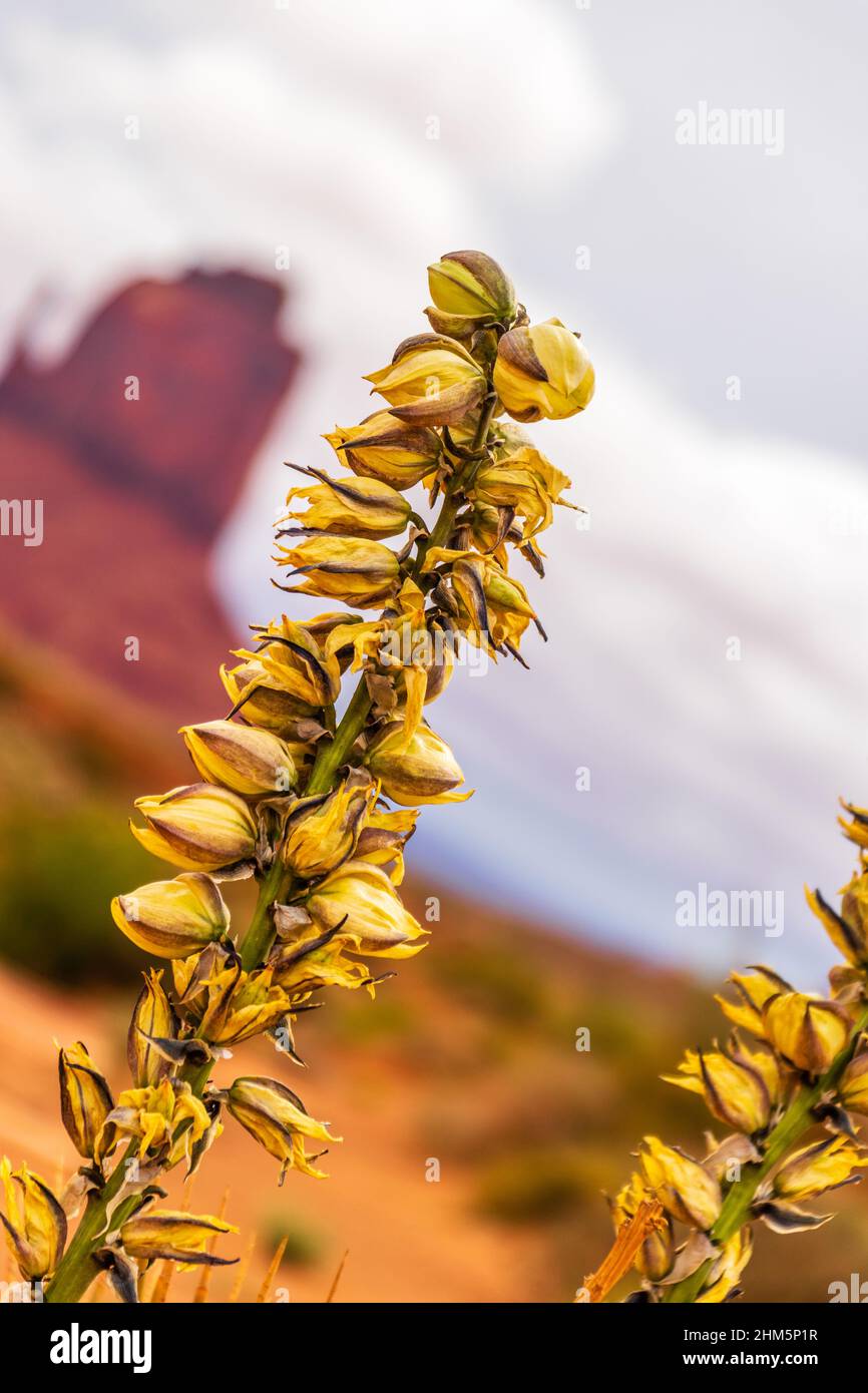 Stunning flower Yucca glauca blooms in Monument Valley Stock Photo Alamy