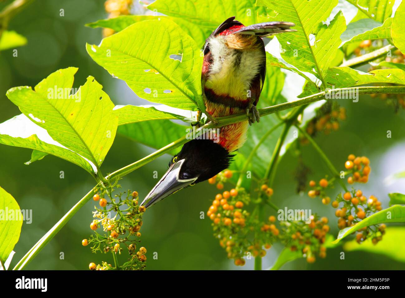 Collared aracari (Pteroglossus torquatus) feeding on berries in lowland rainforest. La Selva Biological Station, Sarapiquí, Caribbean lowlands, Costa Stock Photo