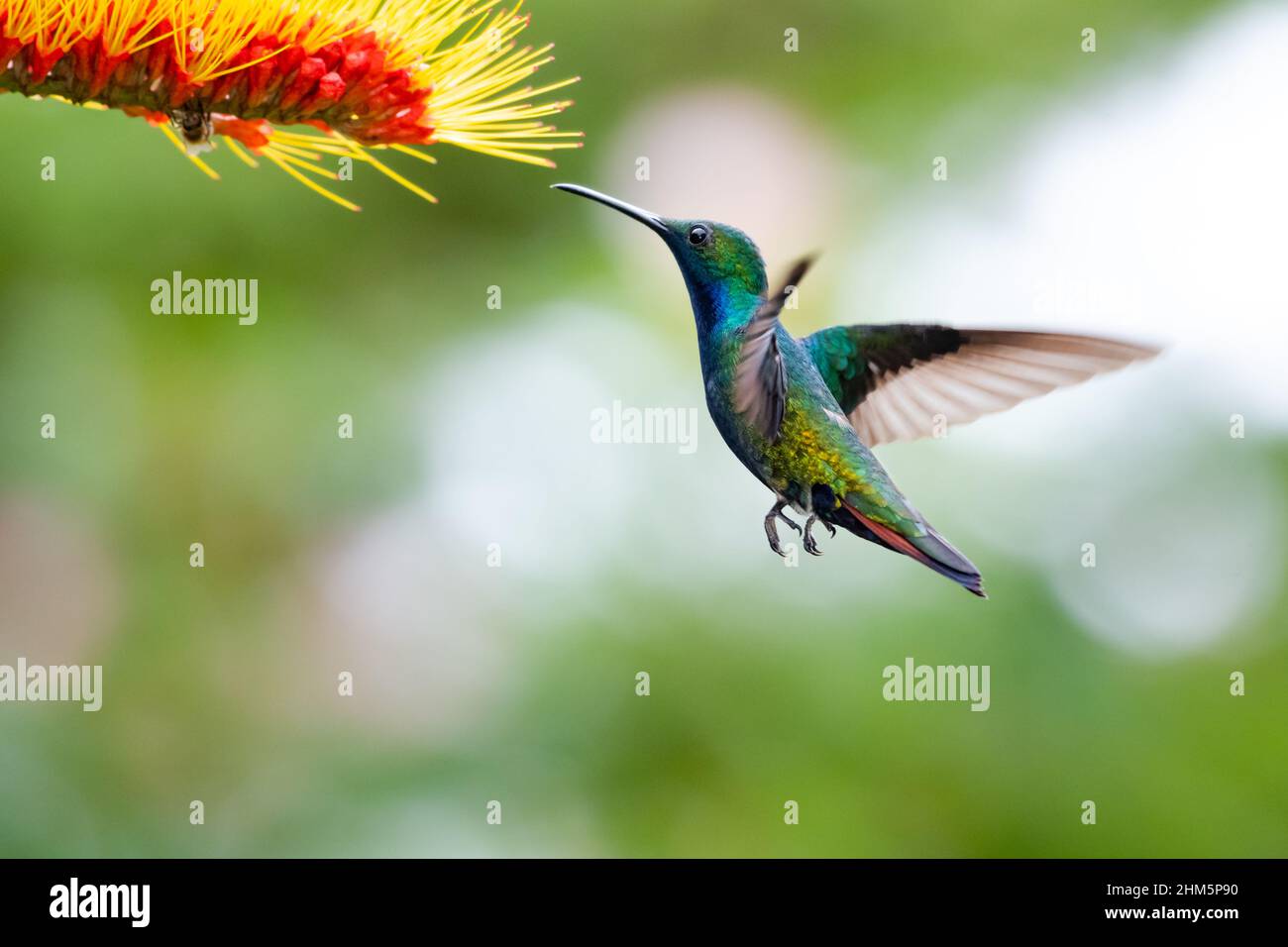 Exotic, glittering male Black-throated Mango hummingbird, Anthracothorax nigricollis, in flight feeding on a tropical Combretum flower with a blurred, Stock Photo