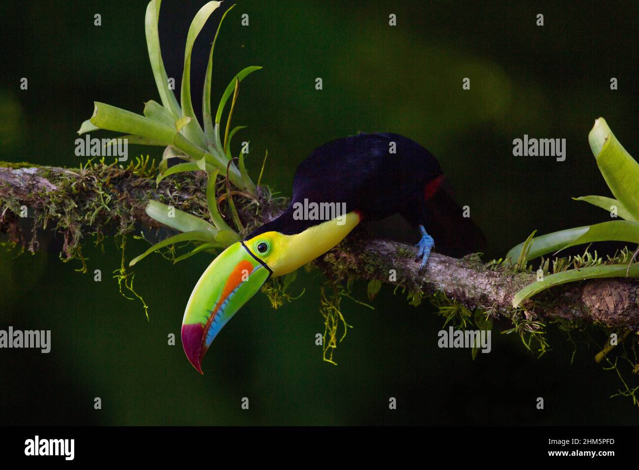 Keel-billed Toucan (Ramphastos sulfuratus) on branch. Lowland rainforest, Sarapiquí, Caribbean slope, Costa Rica. Stock Photo