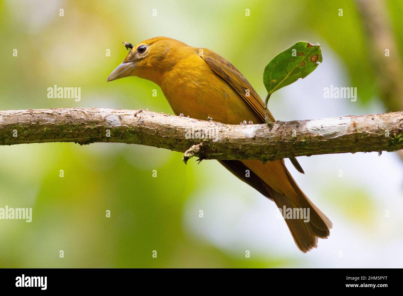 Female Summer Tanager (Piranga rubra). Rainforest in Braulio Carrillo National Park, Caribbean slope, Costa Rica. Stock Photo