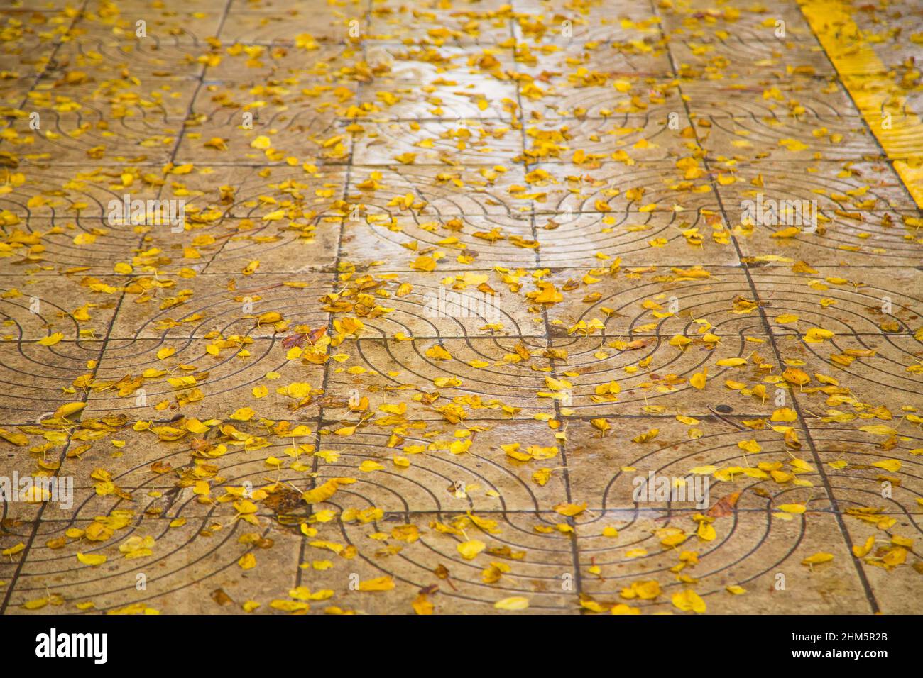 Yellow birch leaves on a wet pavement after an autumn rain Stock Photo ...