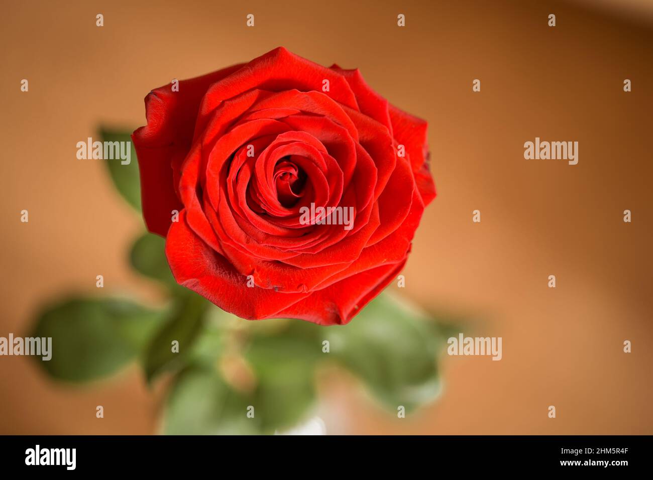 A beautiful closeup of a single red rose against the blurred background ...