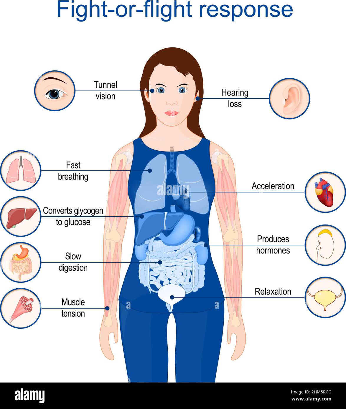 Fight-or-flight response.  fight-or-flight-or-freeze. hyperarousal or the acute stress response. Poster for Education or medical use. Vector Stock Vector