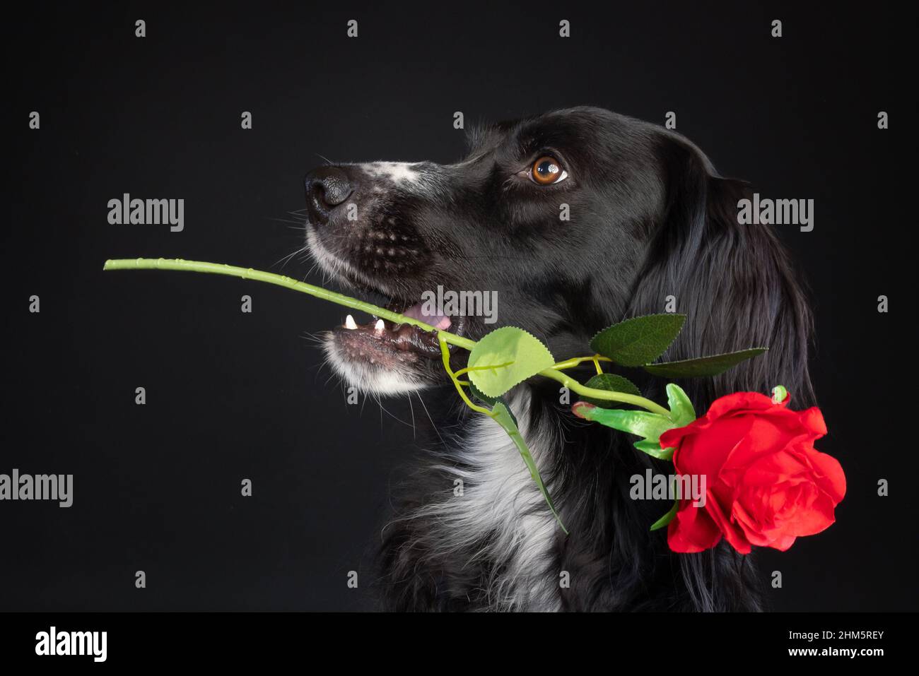 Valentine portrait of a black dog holding a red rose in her mouth Stock ...