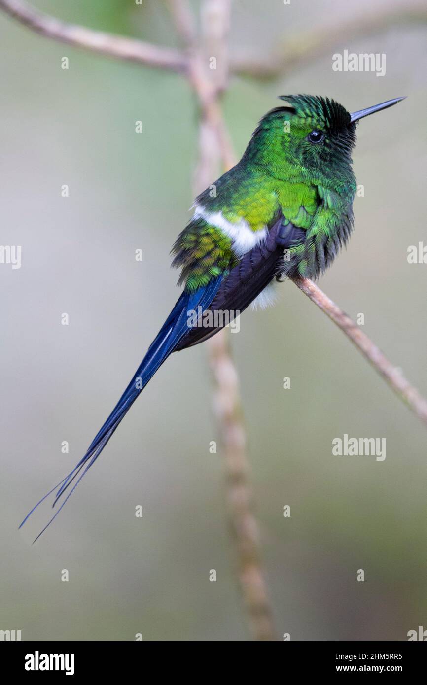 Green Thorntail Hummingbird (Discosura conversii) perched in natural light. Rainforest in Braulio Carrillo National Park, Caribbean slope, Costa Rica. Stock Photo
