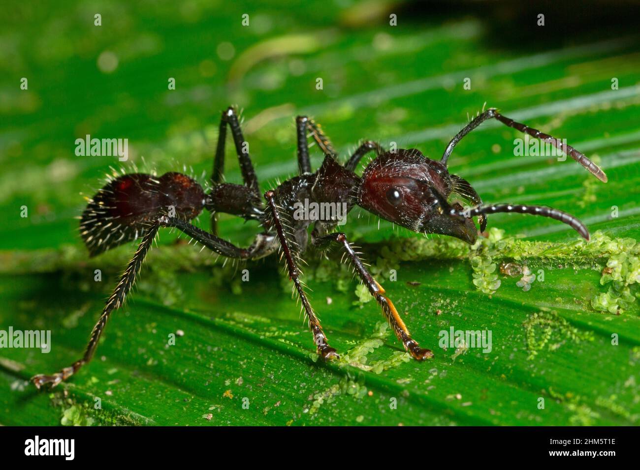 Bullet Ant (Paraponera clavatea) in rainforest. La Selva Biological Station, Sarapiquí, Caribbean lowlands, Costa Rica. Stock Photo