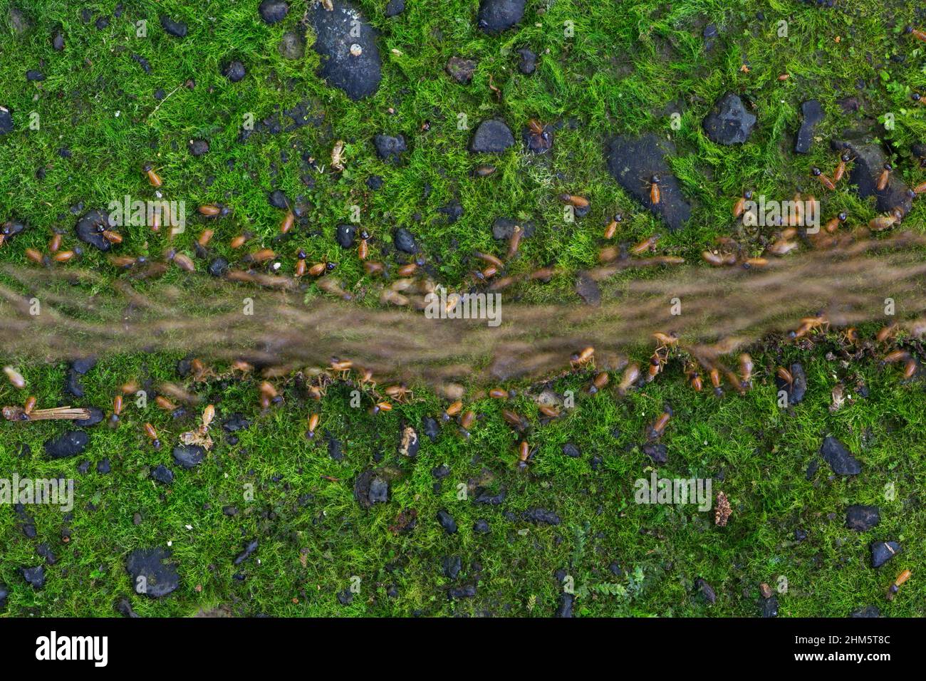 A column of termites (Nasutitermes sp.) on a stone forest trail. Lowland rainforest, La Selva Biological Station, Sarapiquí, Caribbean slope, Costa Ri Stock Photo