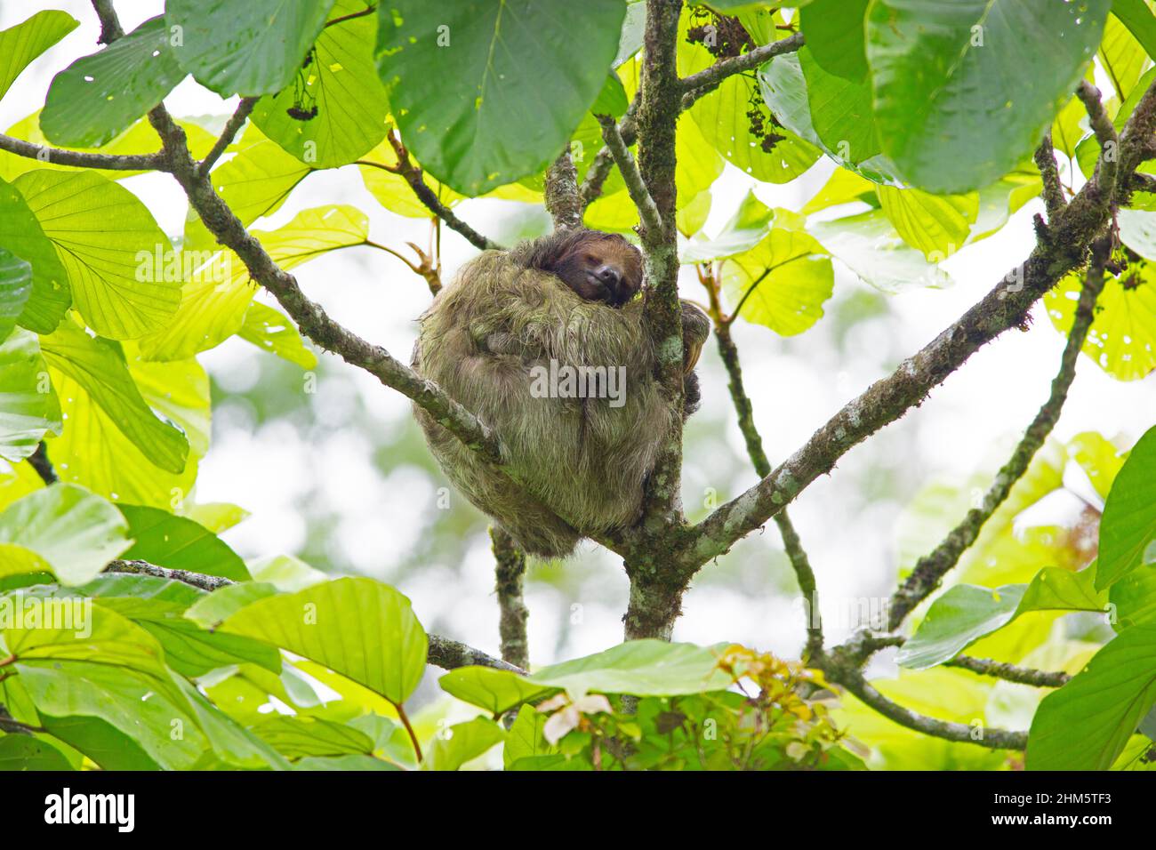 Female Three-toed Sloth (Bradypus variegatus) with one-day old baby (mostly hidden) in lowland rainforest, La Selva Biological Station, Sarapiquí, Car Stock Photo