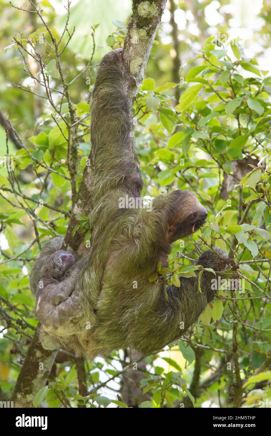 Female Three-toed Sloth (Bradypus variegatus) with one-day old baby in lowland rainforest, La Selva Biological Station, Sarapiquí, Caribbean slope, Co Stock Photo